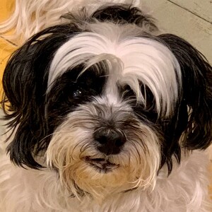 TULIPS ON 35TH STREET